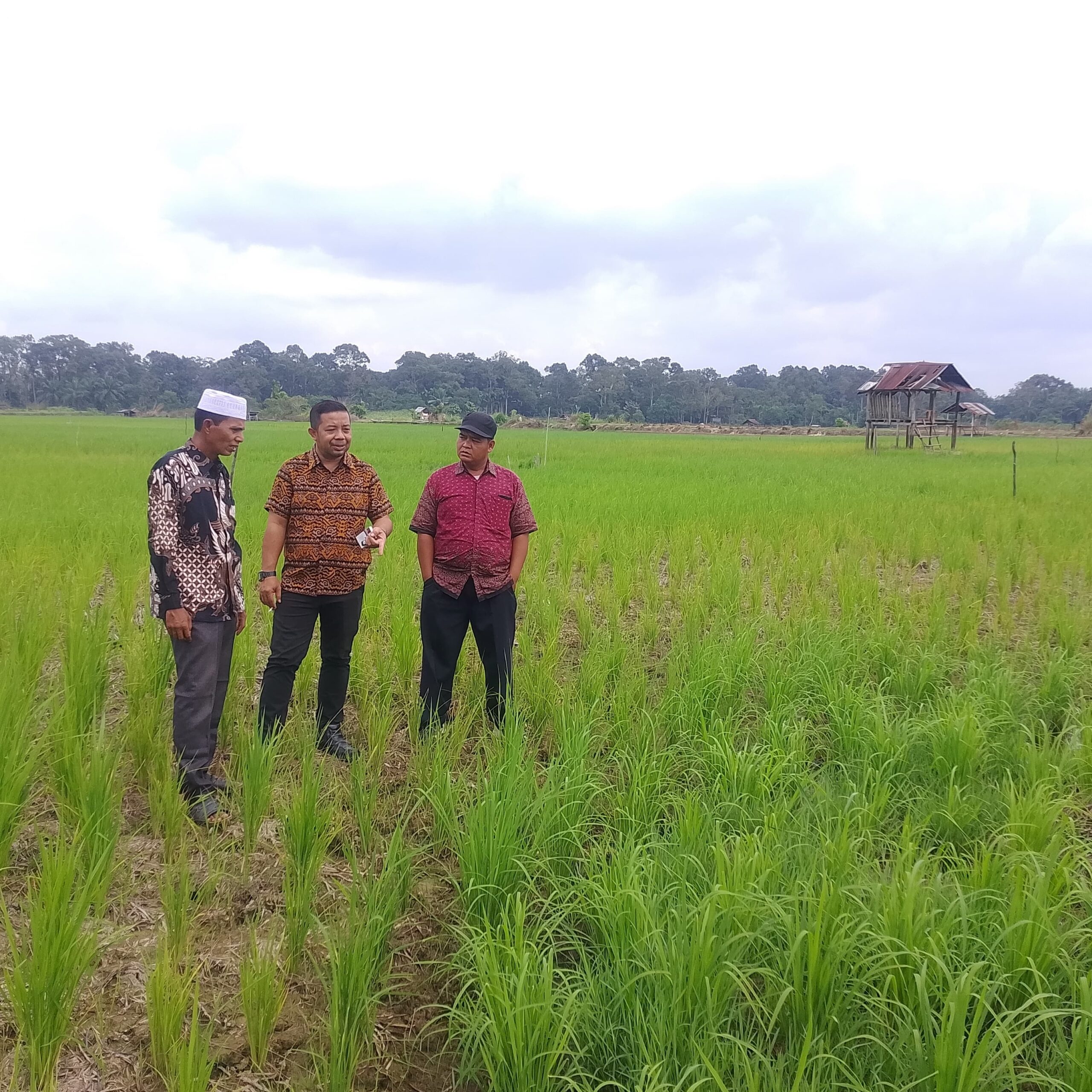 DPD Tani Merdeka Indonesia Kampar Tinjau Lahan Pertanian di Aur Sati, Siap Wujudkan Petani Modern dan Sejahtera